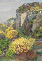 Broom in Bloom on Brionin